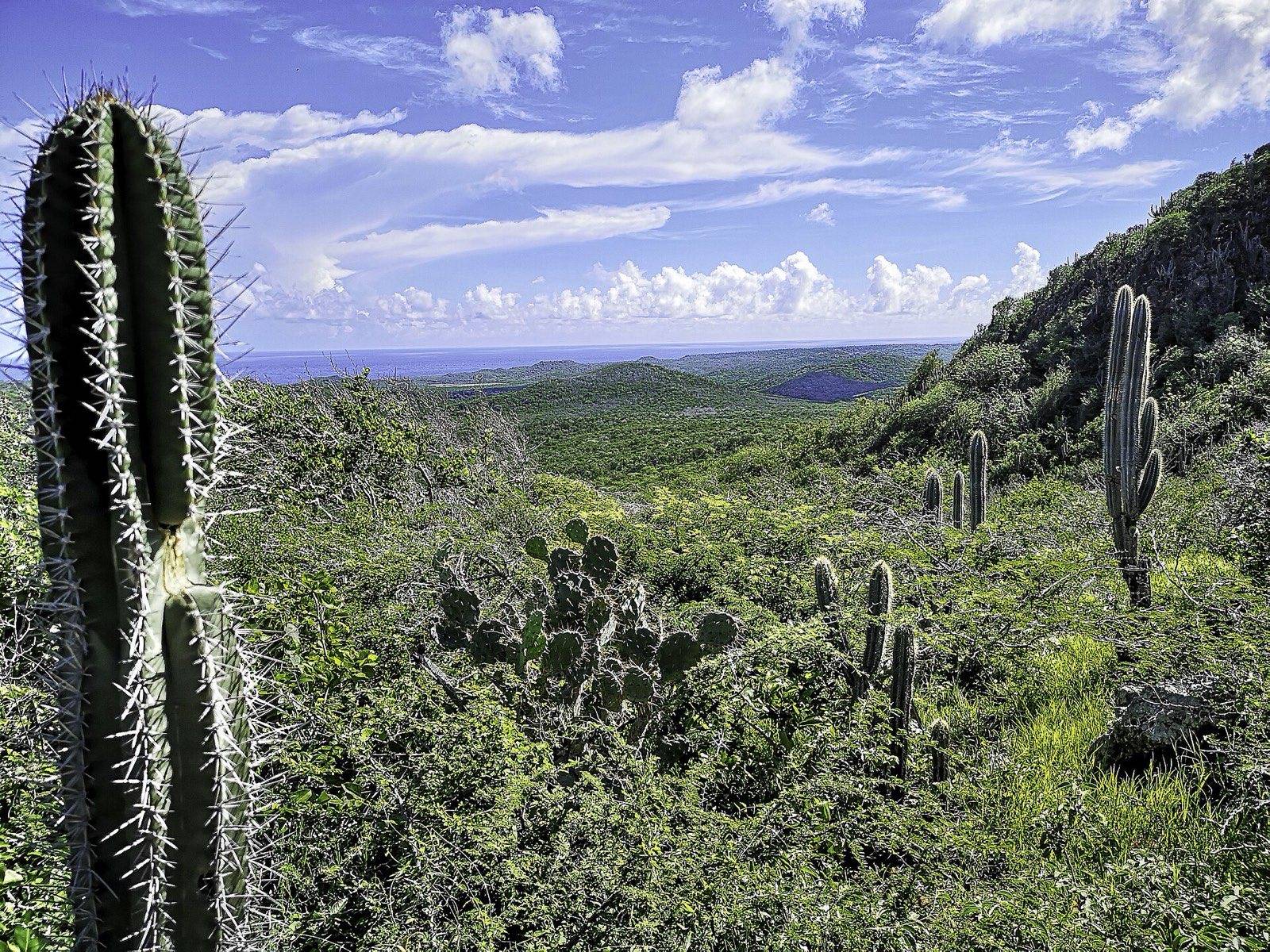 Mount Christoffel rising above the dry green hills of western Curaçao