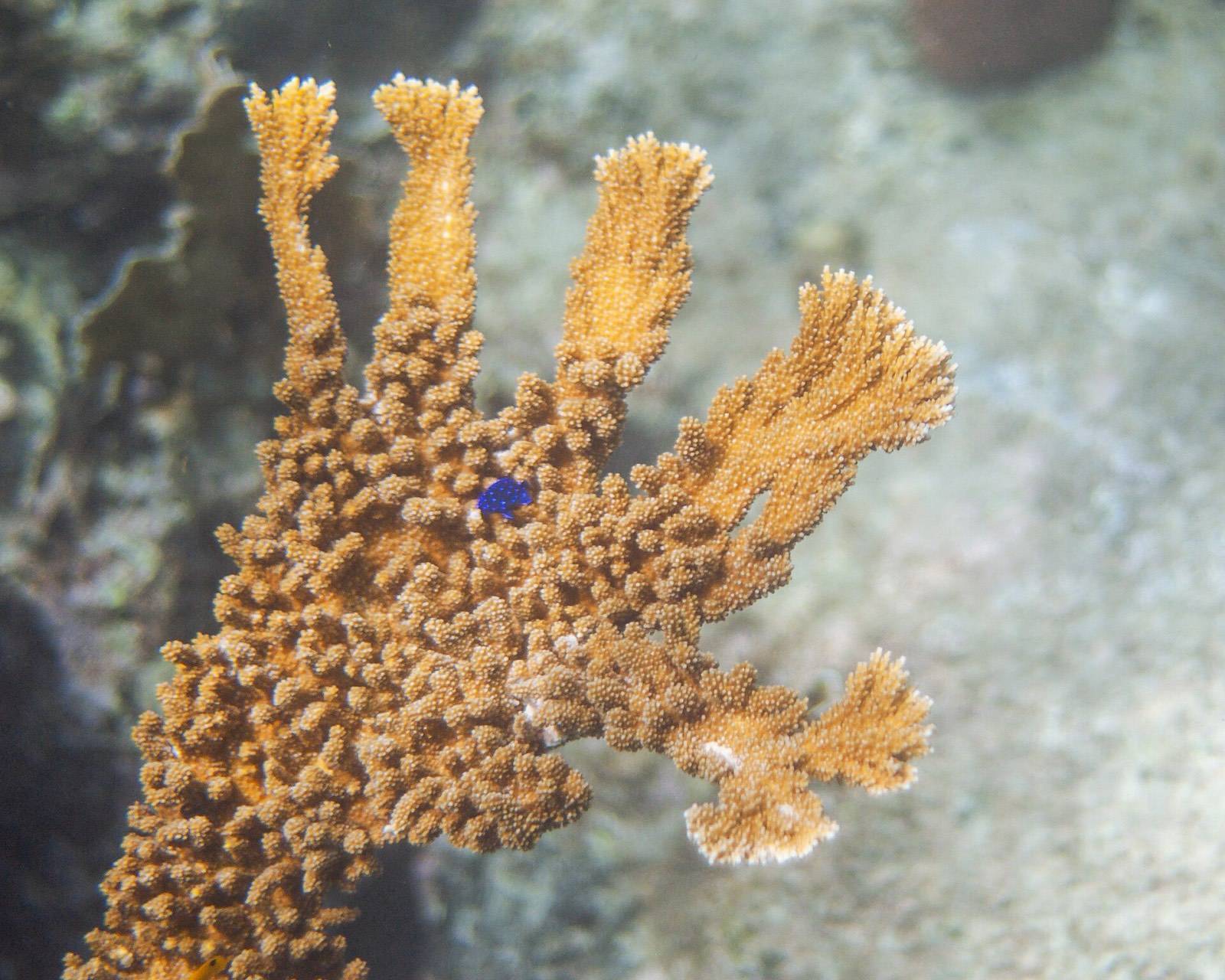 Elkhorn coral branching in shallow sunlit water on a Curaçao reef